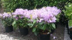 Rhododendron (Rhododendron Catawbiense 'Boursault') -OL Planten Winkel rhodo boursault 2 1