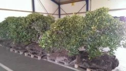 Rhododendron (Rhododendron 'Cunningham White') -OL Planten Winkel rhodo cun white