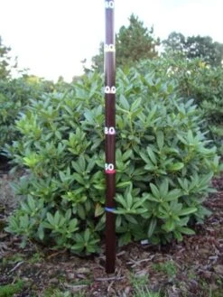 Rhododendron (Rhododendron 'Cunningham White') -OL Planten Winkel rhodod cun white 1