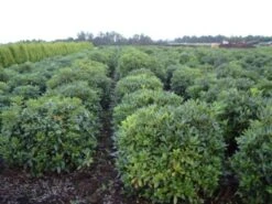 Rhododendron (Rhododendron 'Cunningham White') -OL Planten Winkel rhodod cun white 2
