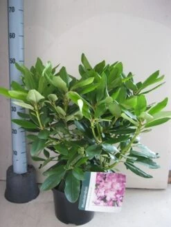 Rhododendron (Rhododendron Catawbiense 'Boursault') -OL Planten Winkel rhododendron boursault c5 aug 2