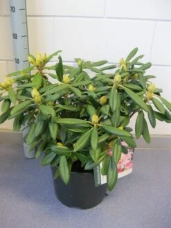Dwergrhododendron (Rhododendron 'Caroline Allbrook') -OL Planten Winkel rhododendron caroline allbrook c12 november