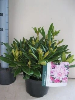 Dwergrhododendron (Rhododendron 'Caroline Allbrook') -OL Planten Winkel rhododendron caroline allbrook c5 aug 1