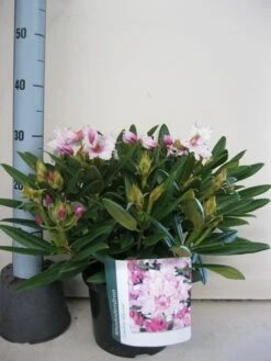 Dwergrhododendron (Rhododendron 'Caroline Allbrook') -OL Planten Winkel rhododendron caroline allbrook c5 sept 1