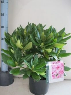 Rhododendron (Rhododendron 'Cosmopolitan') -OL Planten Winkel rhododendron cosmopolotan c5 aug 2