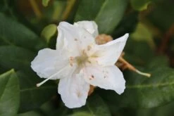 Rhododendron (Rhododendron 'Cunningham White') 23 Rhododendron (Rhododendron 'Cunningham White') -OL Planten Winkel rhododendron cunningham white 2 1