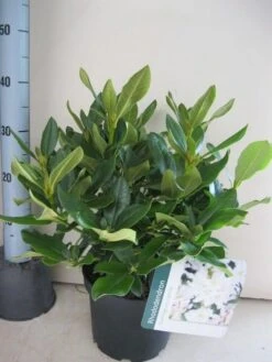 Rhododendron (Rhododendron 'Cunningham White') -OL Planten Winkel rhododendron cunninghams white c5 aug