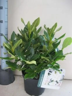 Rhododendron (Rhododendron 'Cunningham White') -OL Planten Winkel rhododendron cunninghams white c5 aug 1