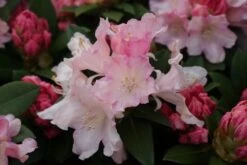 Dwergrhododendron (Rhododendron 'Dreamland') -OL Planten Winkel rhododendron dreamland 1