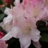 Dwergrhododendron (Rhododendron 'Dreamland') -OL Planten Winkel rhododendron dreamland 2