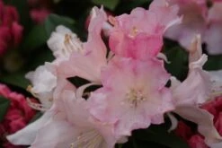 Dwergrhododendron (Rhododendron 'Dreamland') -OL Planten Winkel rhododendron dreamland 3 1