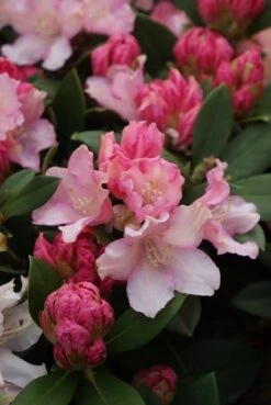 Dwergrhododendron (Rhododendron 'Dreamland') -OL Planten Winkel rhododendron dreamland 4