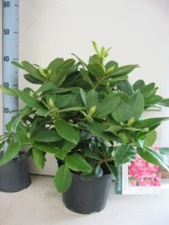 Rhododendron (Rhododendron 'Germania') -OL Planten Winkel rhododendron germania c5 aug 1