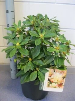 Dwergrhododendron (Rhododendron 'Golden Torch') -OL Planten Winkel rhododendron golden torch c12 november 2
