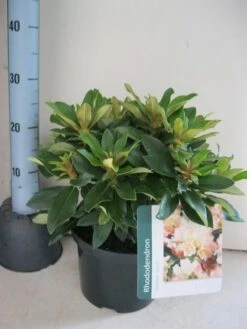 Dwergrhododendron (Rhododendron 'Golden Torch') -OL Planten Winkel rhododendron golden torch c5 aug