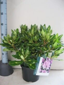Rhododendron (Rhododendron 'Goldflimmer') -OL Planten Winkel rhododendron goldflimmer c5 aug 2