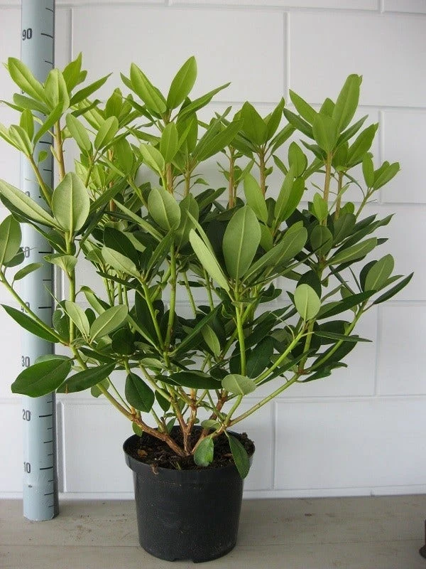 Rhododendron (Rhododendron Catawbiense 'Grandiflorum') 8 Rhododendron (Rhododendron Catawbiense 'Grandiflorum') - Afbeelding 6