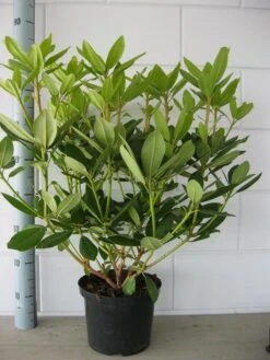 Rhododendron (Rhododendron Catawbiense 'Grandiflorum') -OL Planten Winkel rhododendron grandiflorum 50 60 1