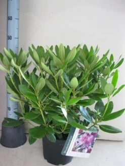 Rhododendron (Rhododendron Catawbiense 'Grandiflorum') 22 Rhododendron (Rhododendron Catawbiense 'Grandiflorum') -OL Planten Winkel rhododendron grandiflorum c5 aug 1