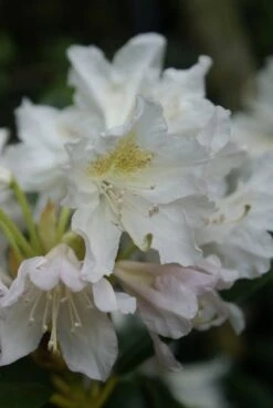 Rhododendron (Rhododendron 'Madame Masson') -OL Planten Winkel rhododendron madame masson