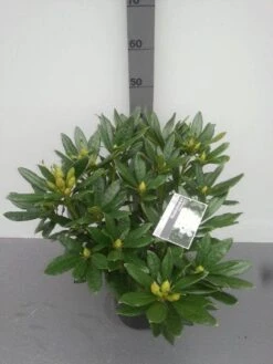 Rhododendron (Rhododendron 'Madame Masson') -OL Planten Winkel rhododendron madame masson