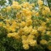 Azalea (Rhododendron 'Mollis' Geel) -OL Planten Winkel rhododendron mollis geel 1
