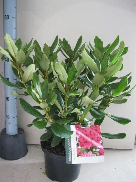 Rhododendron (Rhododendron 'Nova Zembla') 6 Rhododendron (Rhododendron 'Nova Zembla') - Afbeelding 4