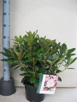 Rhododendron (Rhododendron 'Percy Wiseman') 18 Rhododendron (Rhododendron 'Percy Wiseman') -OL Planten Winkel rhododendron percy wiceman c5 aug 2