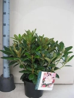 Rhododendron (Rhododendron 'Percy Wiseman') -OL Planten Winkel rhododendron percy wiceman c5 aug 1
