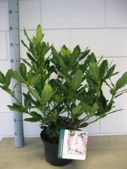 Bosrhododendron (Rhododendron Ponticum 'Roseum') 13 Bosrhododendron (Rhododendron Ponticum 'Roseum') -OL Planten Winkel rhododendron ponticum roseum c5 oktober 1