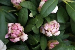 Dwergrhododendron (Rhododendron 'Porzellan') -OL Planten Winkel rhododendron porzellan 1