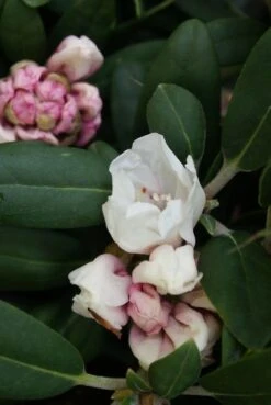 Dwergrhododendron (Rhododendron 'Porzellan') -OL Planten Winkel rhododendron porzellan 2 1