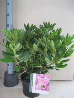 Bestsellers -OL Planten Winkel rhododendron roseum elegans c5 aug 1