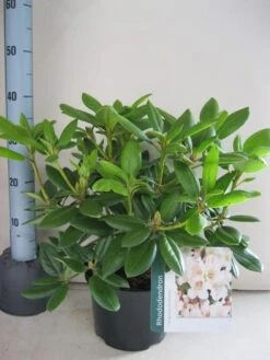 Rhododendron (Rhododendron 'Virginia Richards') 14 Rhododendron (Rhododendron 'Virginia Richards') -OL Planten Winkel rhododendron virginia richards c5 aug 1