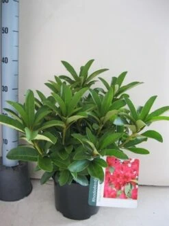 Rhododendron (Rhododendron 'Wilgen's Ruby') -OL Planten Winkel rhododendron wilgens ruby c5 aug 1