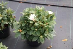 Dwergrhododendron (Rhododendron 'Golden Torch') -OL Planten Winkel rhododendron y. golden torch 5