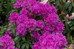 Rhododendron (Rhododendron 'Anah Kruschke')
