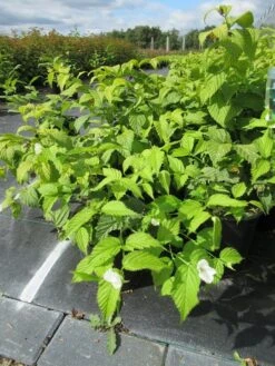 Schijnkerria (Rhodotypos Scandens) -OL Planten Winkel rhodotypos scandens 1