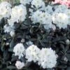 Dwergrhododendron (Rhododendron 'Porzellan') -OL Planten Winkel rhporzel 2