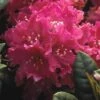 Rhododendron (Rhododendron 'Rocket') -OL Planten Winkel rhrocket 2