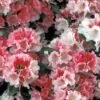 Rhododendron (Rhododendron 'Sneezy') -OL Planten Winkel rhsneezy 2 1