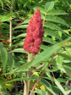 Fluweelboom, Struik (Rhus Typhina) -OL Planten Winkel rhus typhina 1