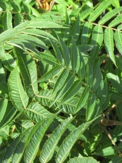Fluweelboom, Struik (Rhus Typhina) -OL Planten Winkel rhus typhina 2