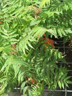 Fluweelboom, Struik (Rhus Typhina) -OL Planten Winkel rhus typhina 4
