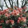 Rhododendron (Rhododendron 'Virginia Richards') -OL Planten Winkel rhvricha 2