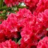Rhododendron (Rhododendron 'Wilgen's Ruby') -OL Planten Winkel rhwruby 2 1