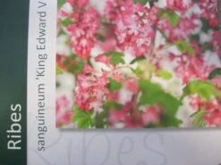 Ribes (Ribes Sanguineum 'King Edward VII') 15 Ribes (Ribes Sanguineum 'King Edward VII') -OL Planten Winkel ribes king edward