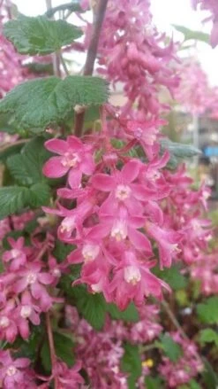Ribes (Ribes Sanguineum 'King Edward VII') 14 Ribes (Ribes Sanguineum 'King Edward VII') -OL Planten Winkel ribes king edward 2
