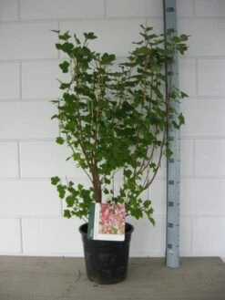 Ribes (Ribes Sanguineum 'King Edward VII') 13 Ribes (Ribes Sanguineum 'King Edward VII') -OL Planten Winkel ribes king edward c7 april