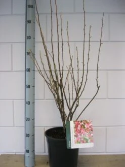 Ribes (Ribes Sanguineum 'King Edward VII') 12 Ribes (Ribes Sanguineum 'King Edward VII') -OL Planten Winkel ribes king edwards iv c7 okt